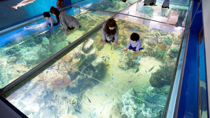 【松島水族館チケット付】イルカにペンギン♪海の生き物に会いに行こう